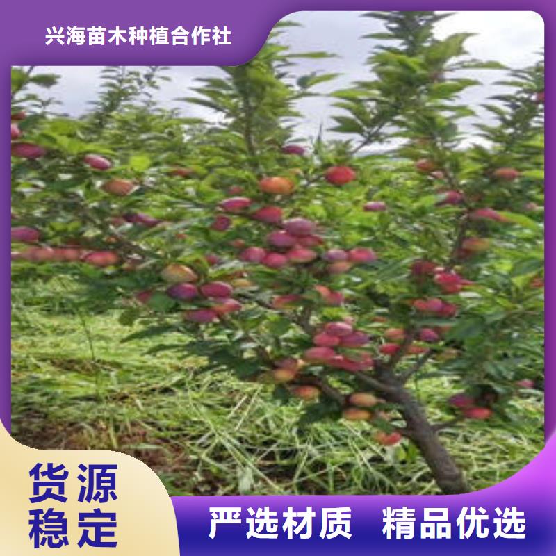 李子苗_桃树苗品质之选