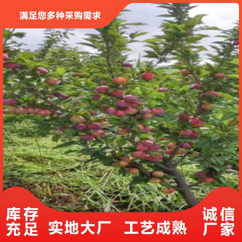 李子苗蓝莓苗现货销售