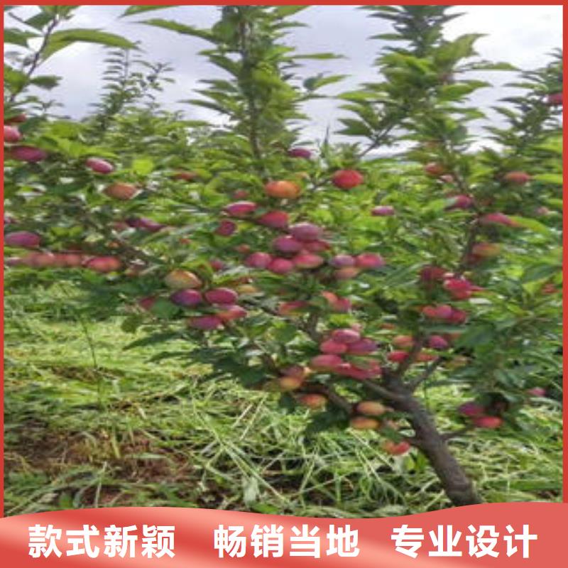 李子苗蓝莓苗专注细节使用放心