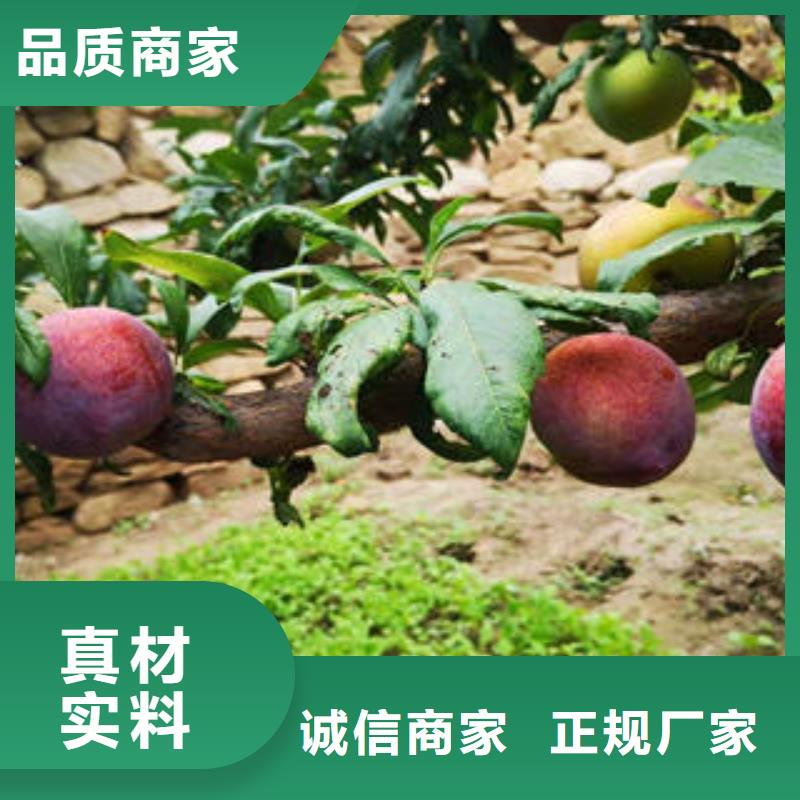 李子苗_桃树苗采购
