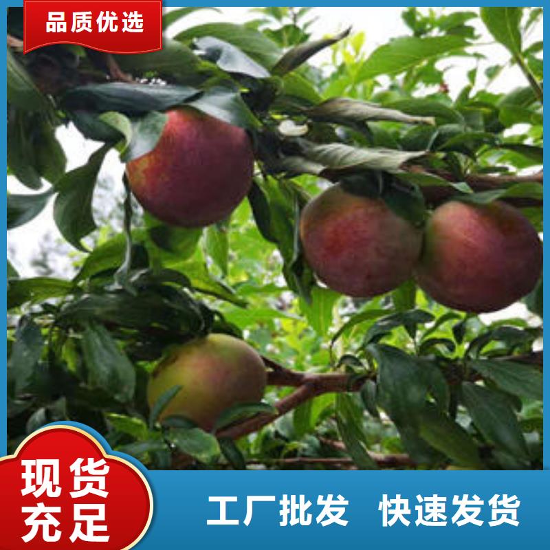 李子苗蓝莓苗专注细节使用放心