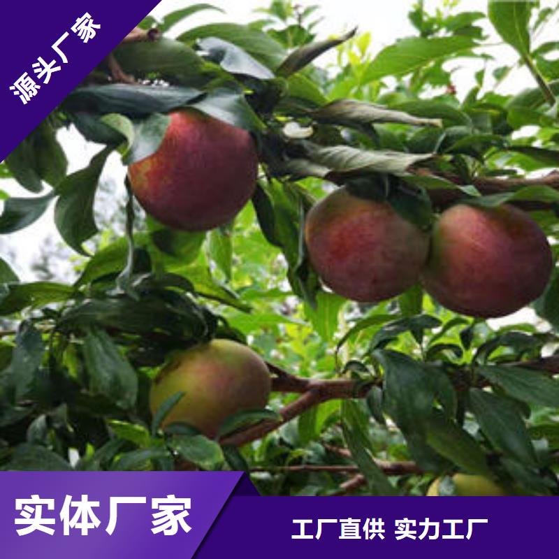 【李子苗-梨树苗好产品有口碑】