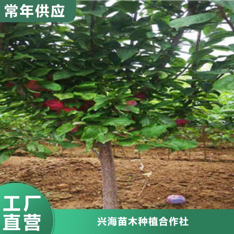 李子苗核桃苗厂家