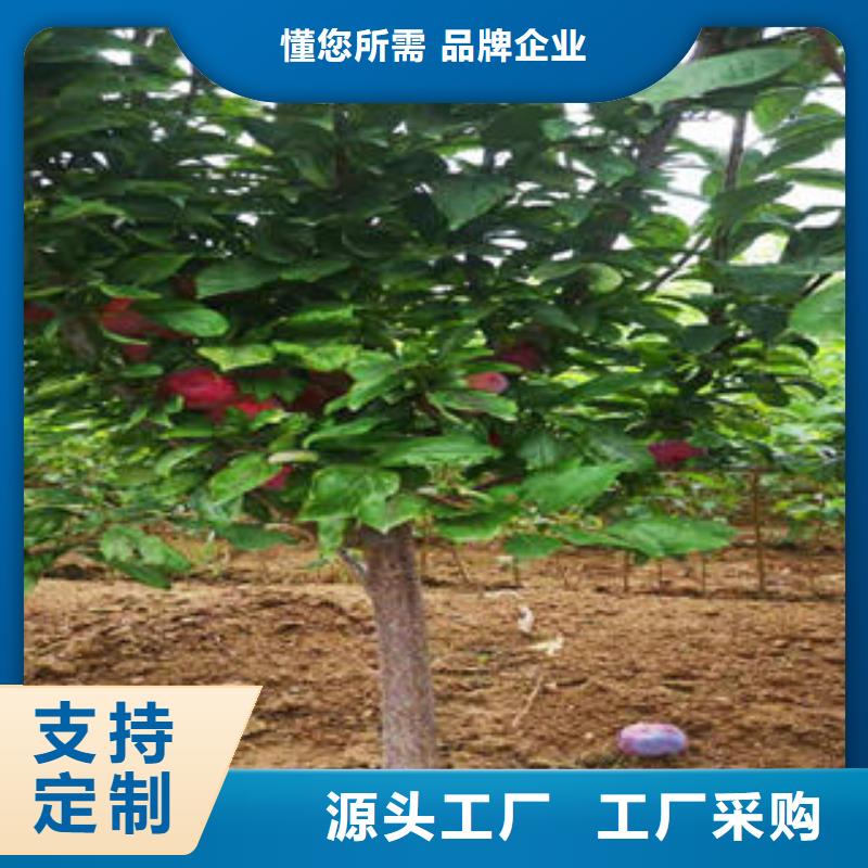 李子苗蓝莓苗专注细节使用放心