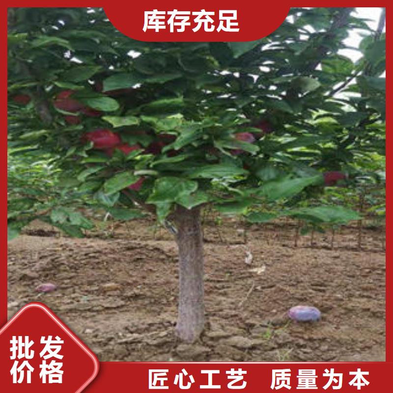 李子苗核桃苗厂家直发