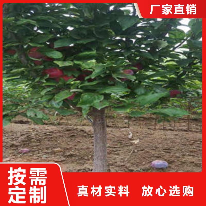 李子苗桃树苗送货上门