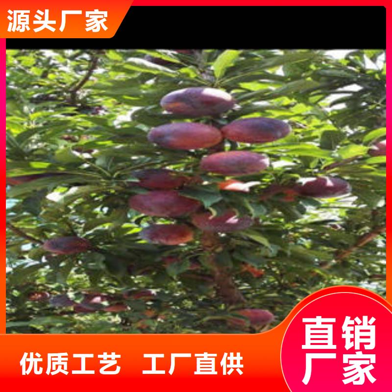 李子苗_桃树苗采购