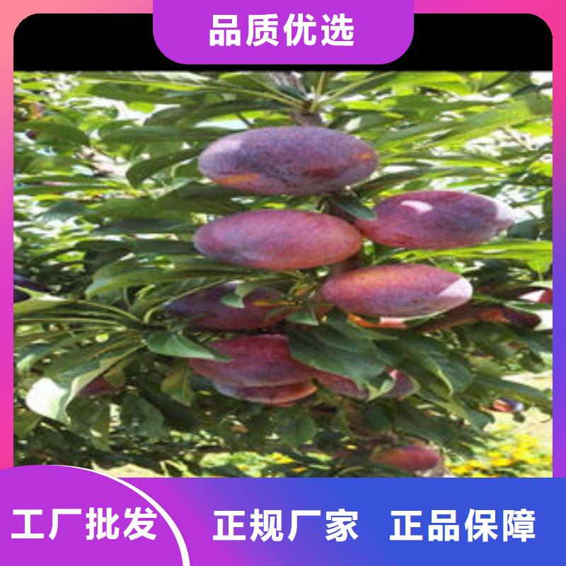 【李子苗桃树苗厂家】
