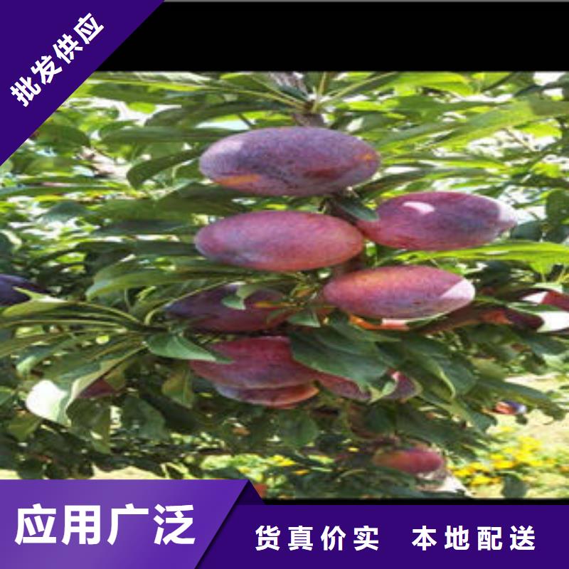 李子苗,梨树苗售后无忧