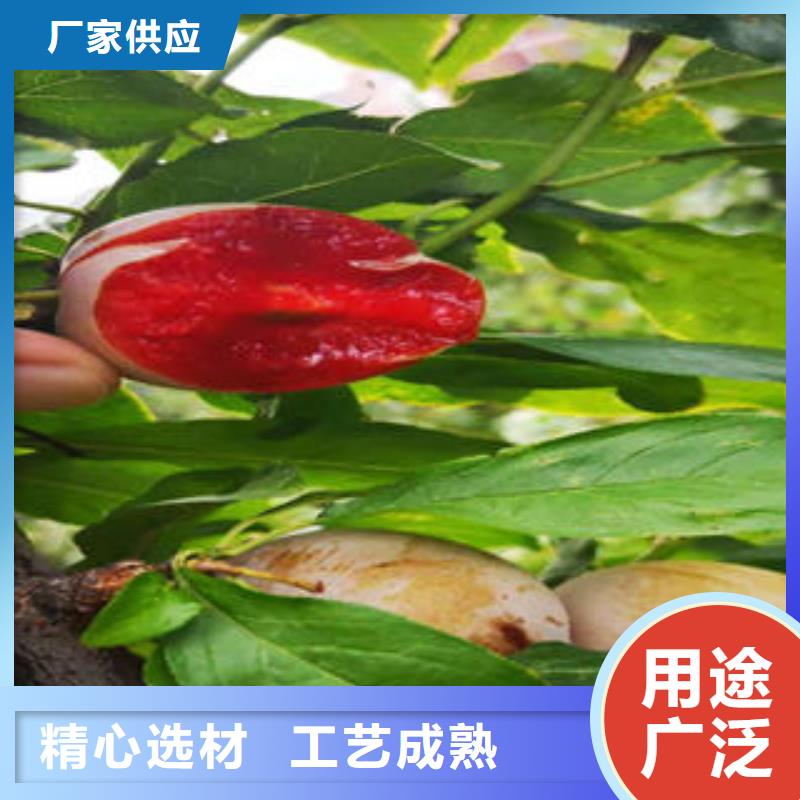 李子苗板栗苗品质优选