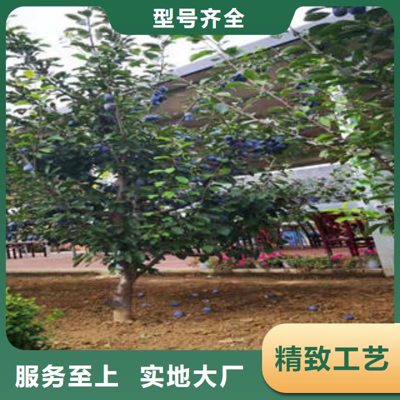李子苗_桃树苗采购