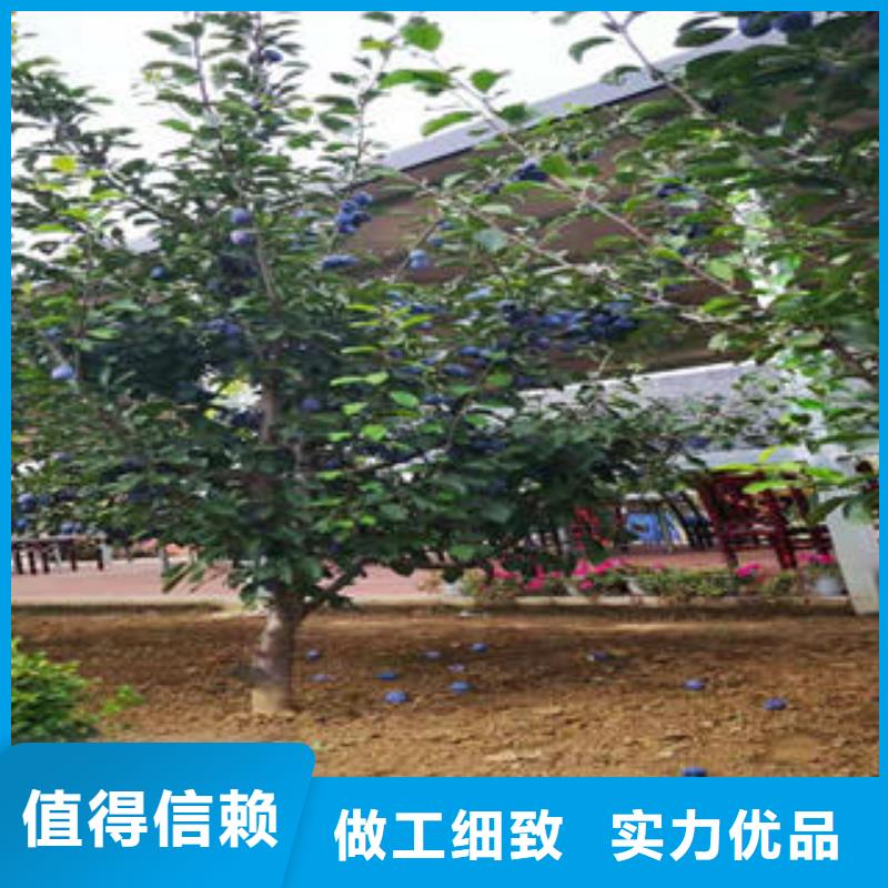 李子苗,梨树苗售后无忧