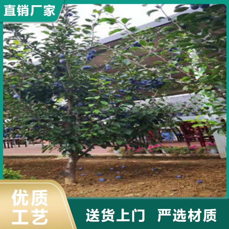 【李子苗-梨树苗好产品有口碑】
