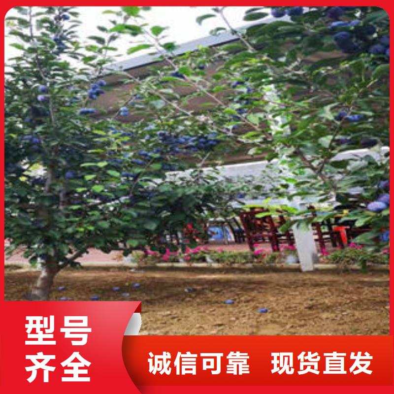 李子苗花椒苗优质材料厂家直销