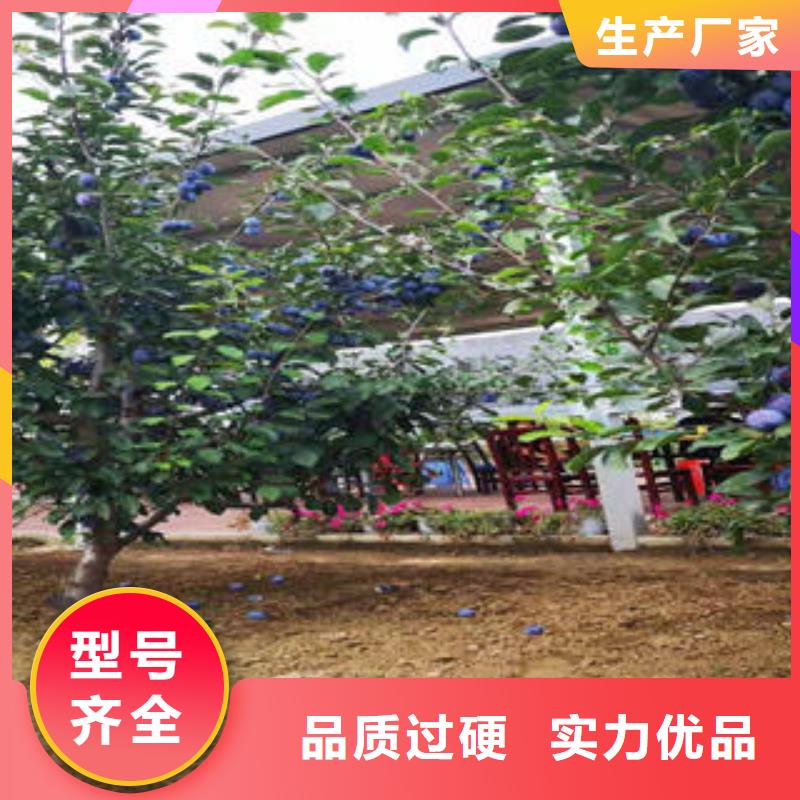 李子苗核桃苗厂家直发