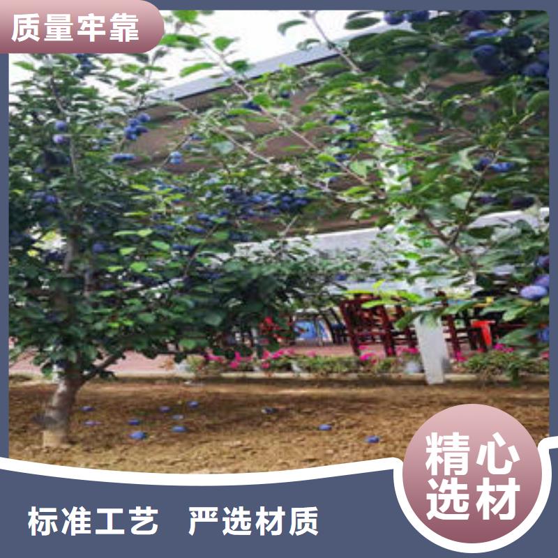 李子苗花椒苗设计合理