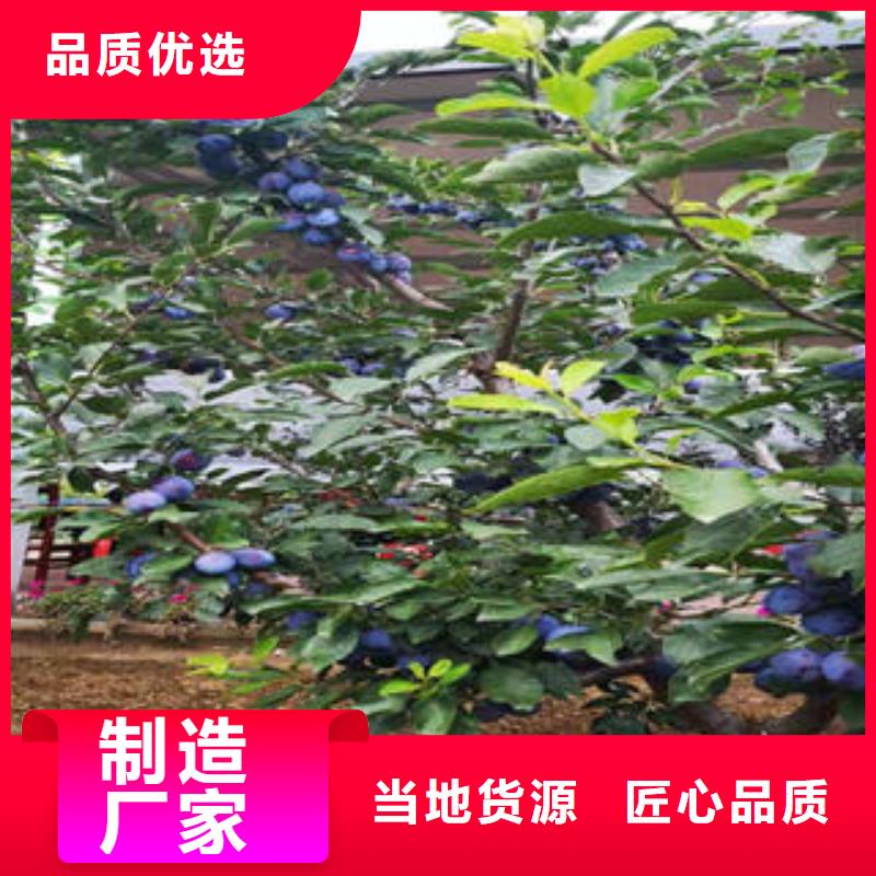 李子苗蓝莓苗专注细节使用放心