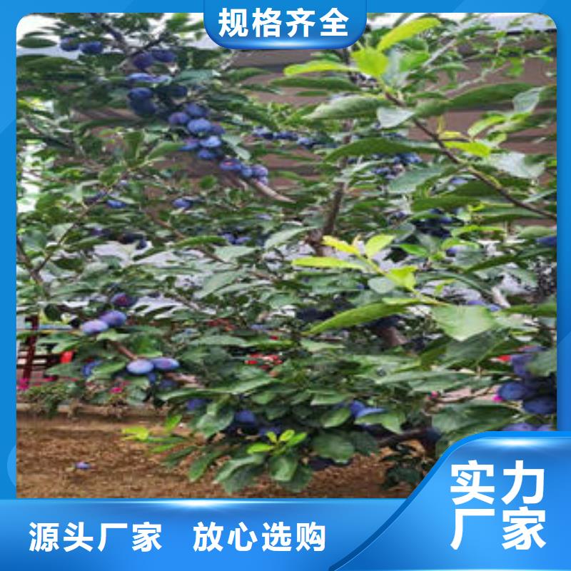 李子苗,梨树苗售后无忧
