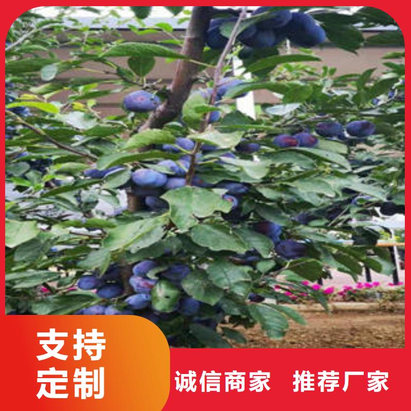 李子苗核桃苗批发货源
