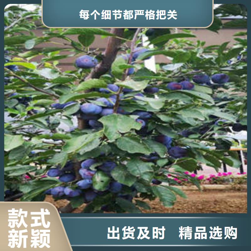 李子苗_蓝莓苗品质服务