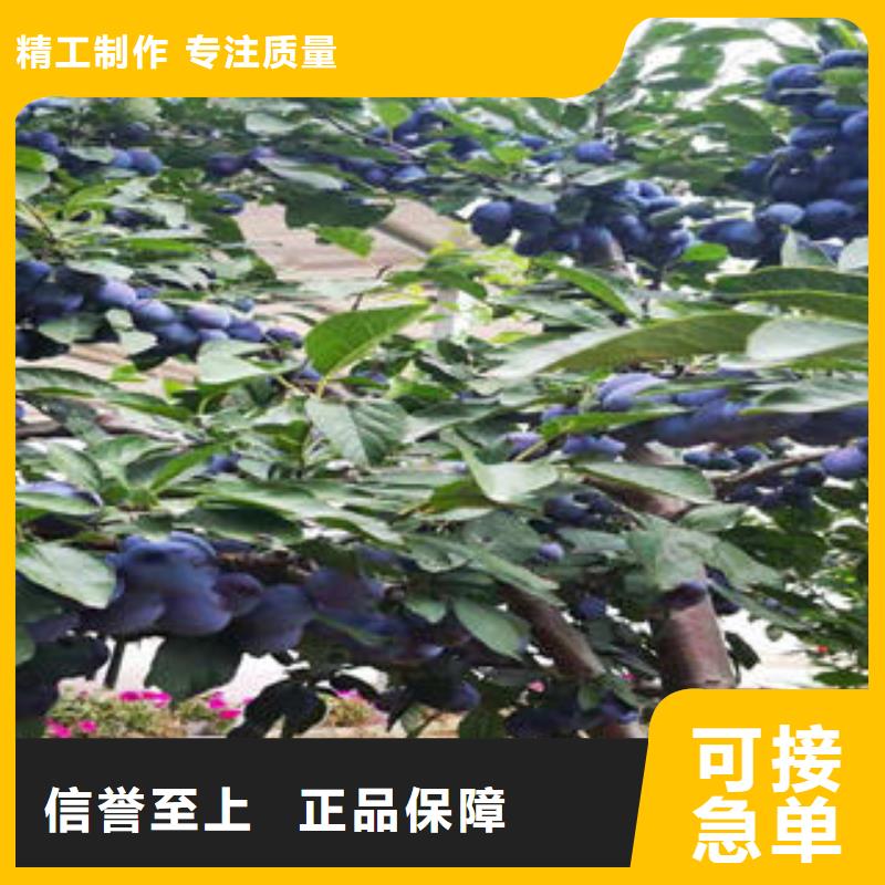 李子苗_蓝莓苗品质服务