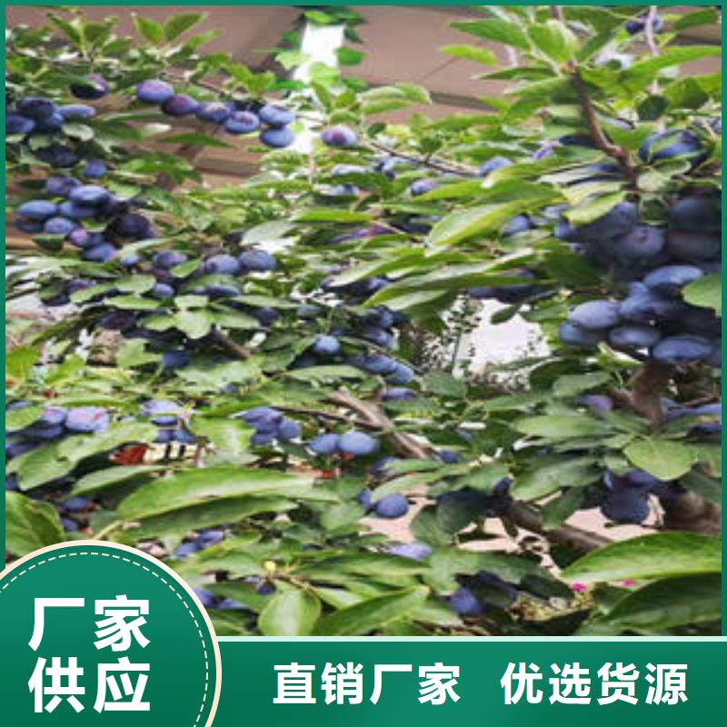 李子苗板栗苗现货销售