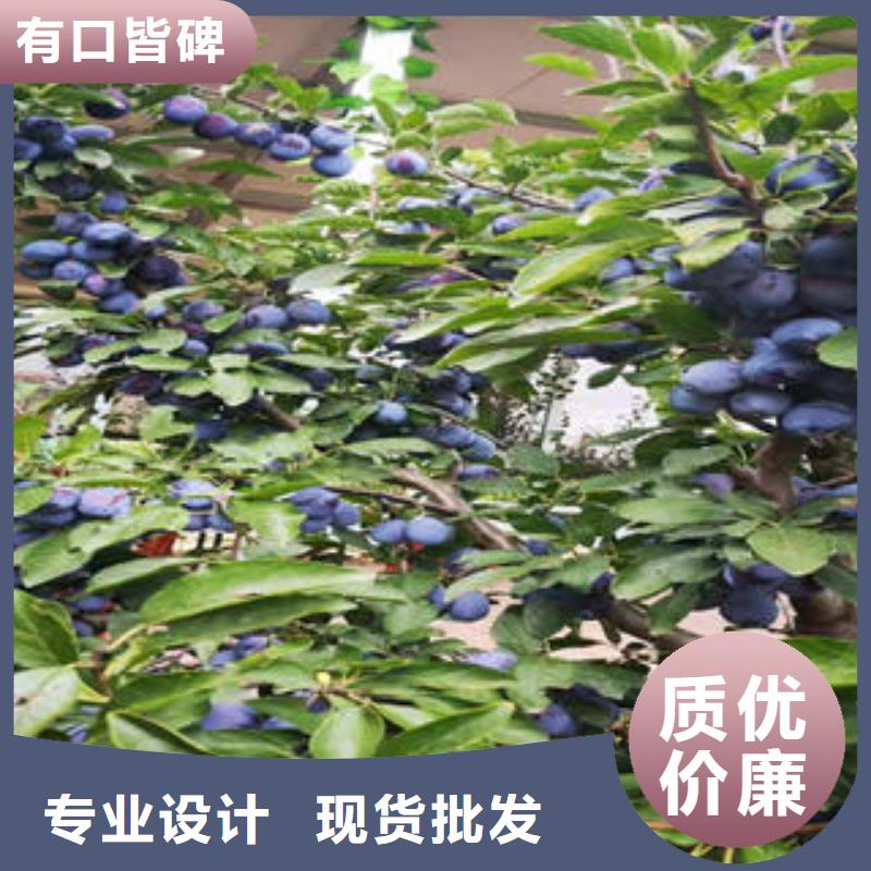 李子苗,蓝莓苗选择大厂家省事省心