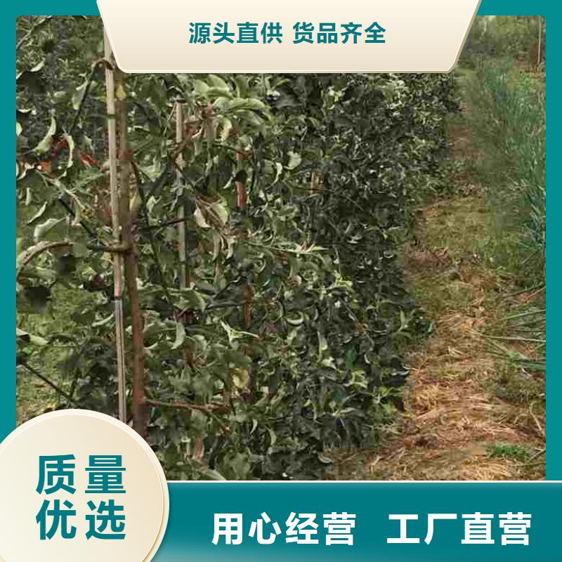 苹果苗【桃树苗】库存量大