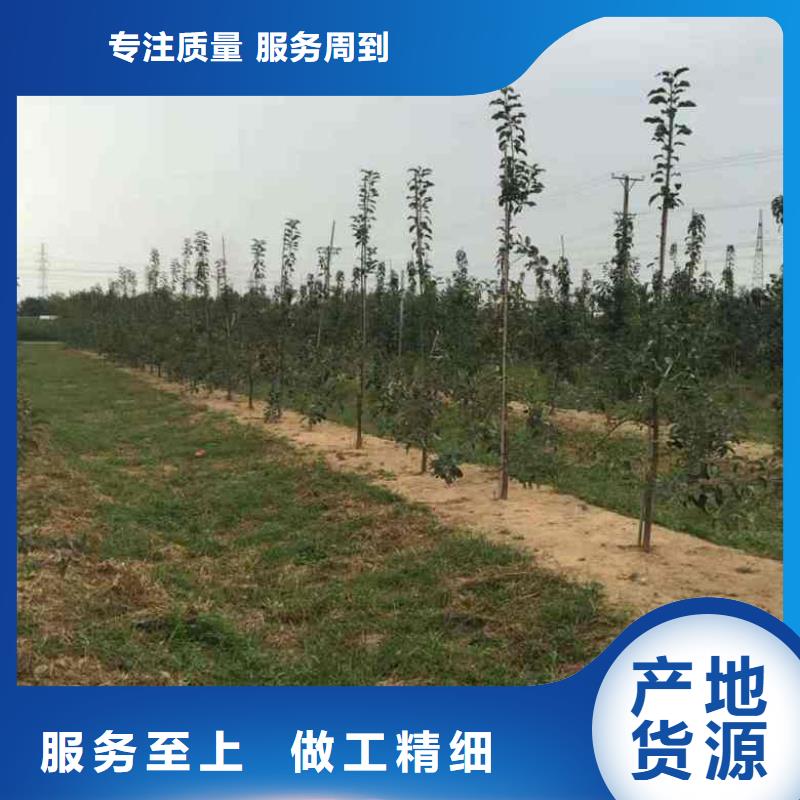 苹果苗-花椒苗价格实在