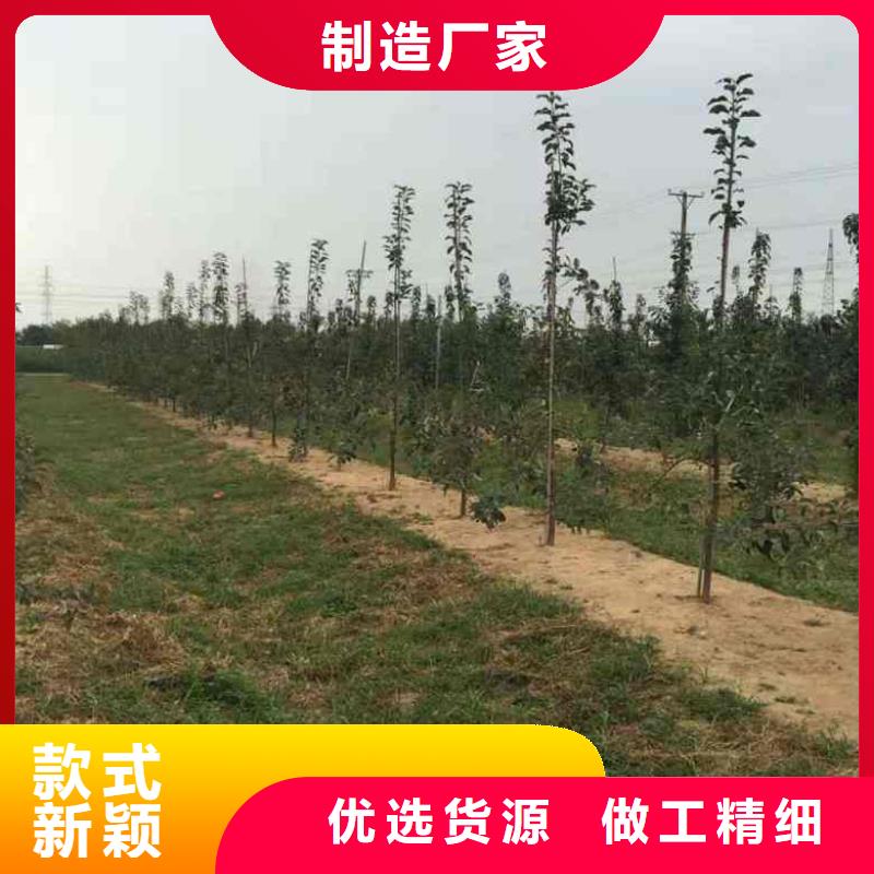 【苹果苗板栗苗多年实力厂家】