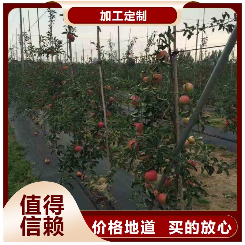 苹果苗,花椒苗现货销售