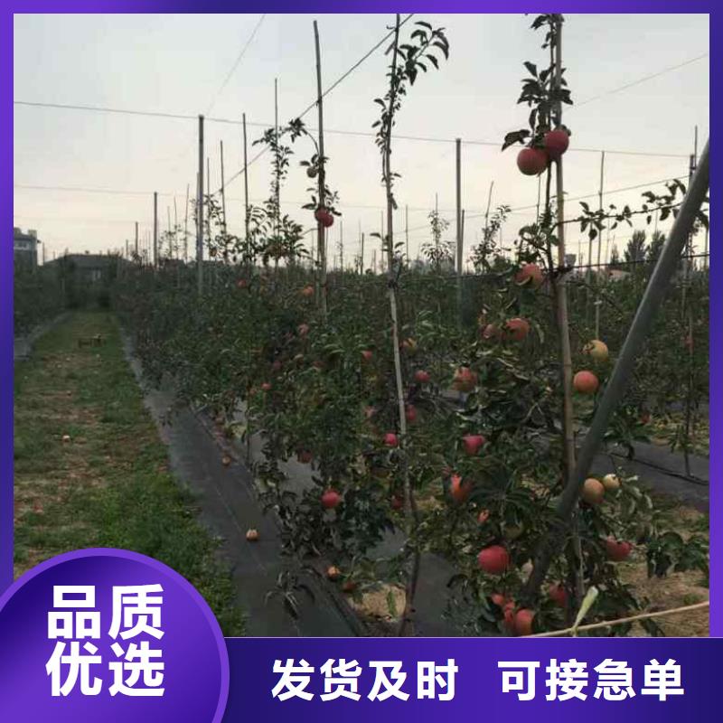 苹果苗梨树苗支持加工定制