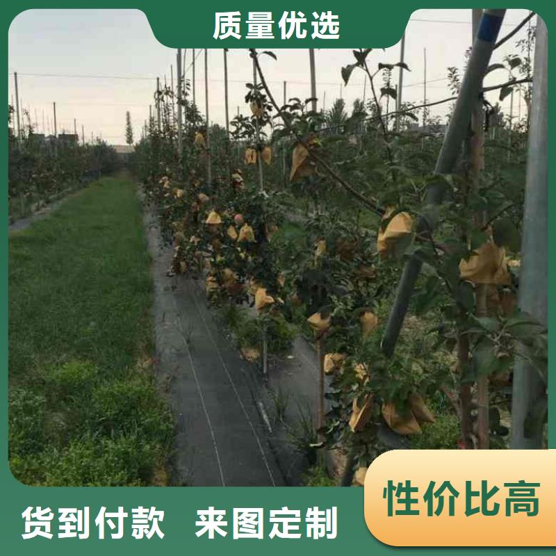 苹果苗,花椒苗现货销售