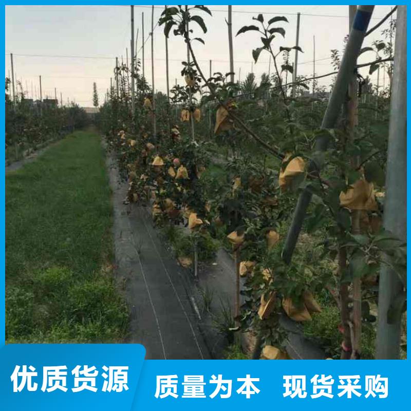 苹果苗,花椒苗现货销售