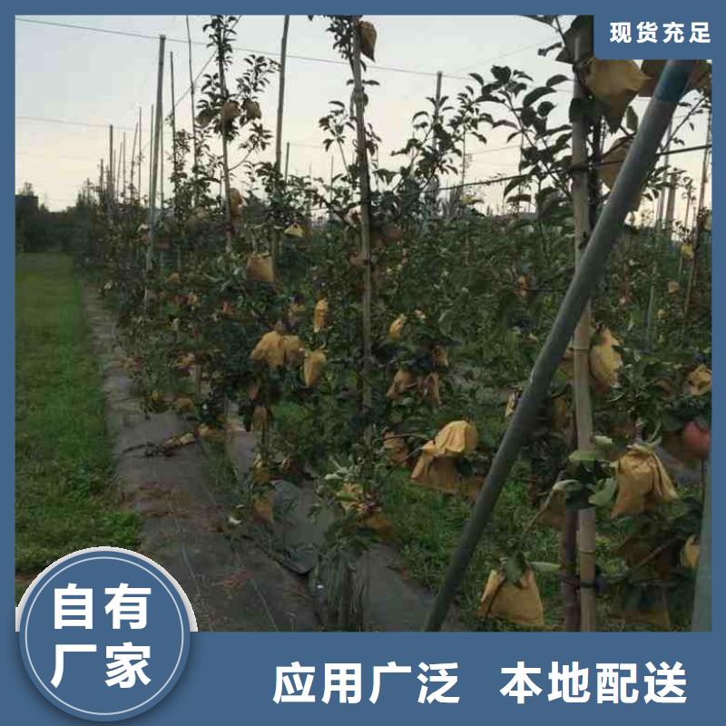 【苹果苗板栗苗多年实力厂家】