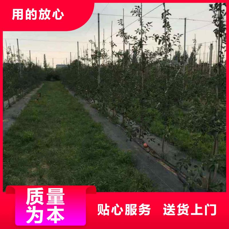 【苹果苗板栗苗多年实力厂家】