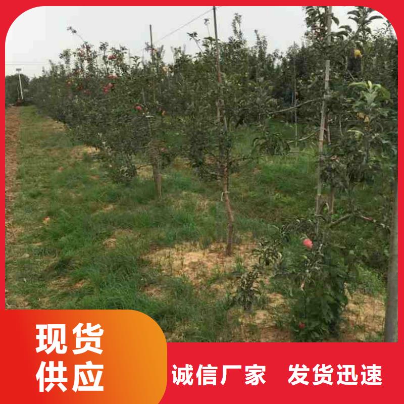 苹果苗,桃树苗实力商家供货稳定