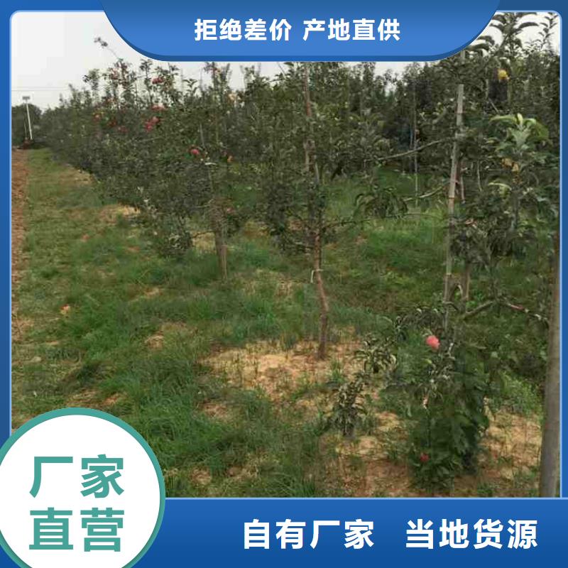 【苹果苗板栗苗多年实力厂家】