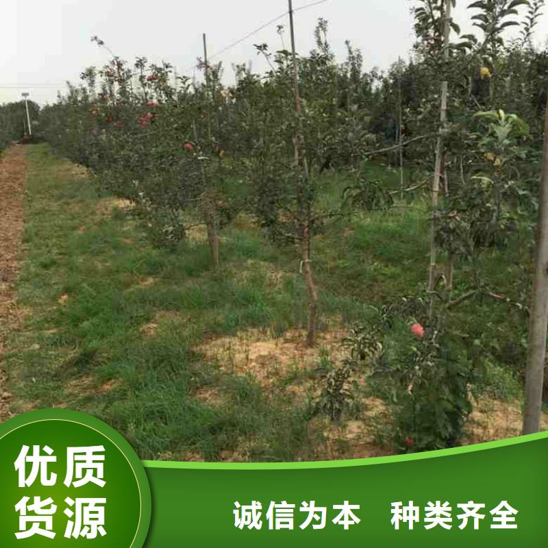 苹果苗-花椒苗价格实在