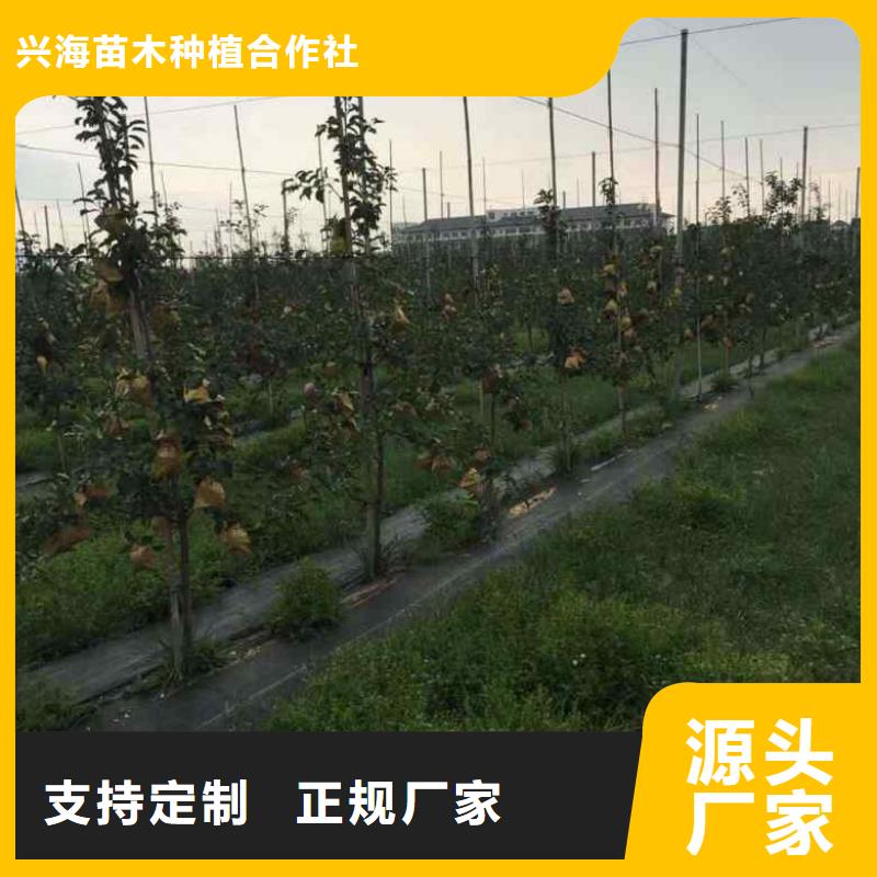 苹果苗梨树苗支持加工定制