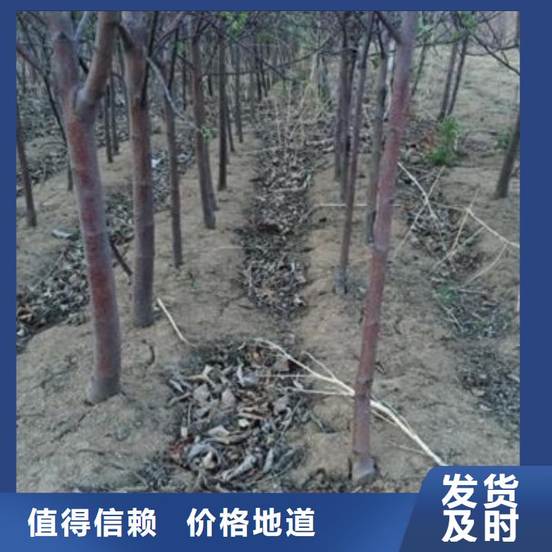 苹果苗花椒苗支持定制批发