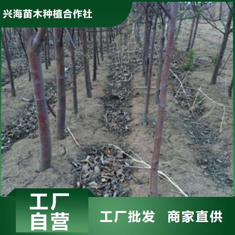 苹果苗-花椒苗厂家规格全
