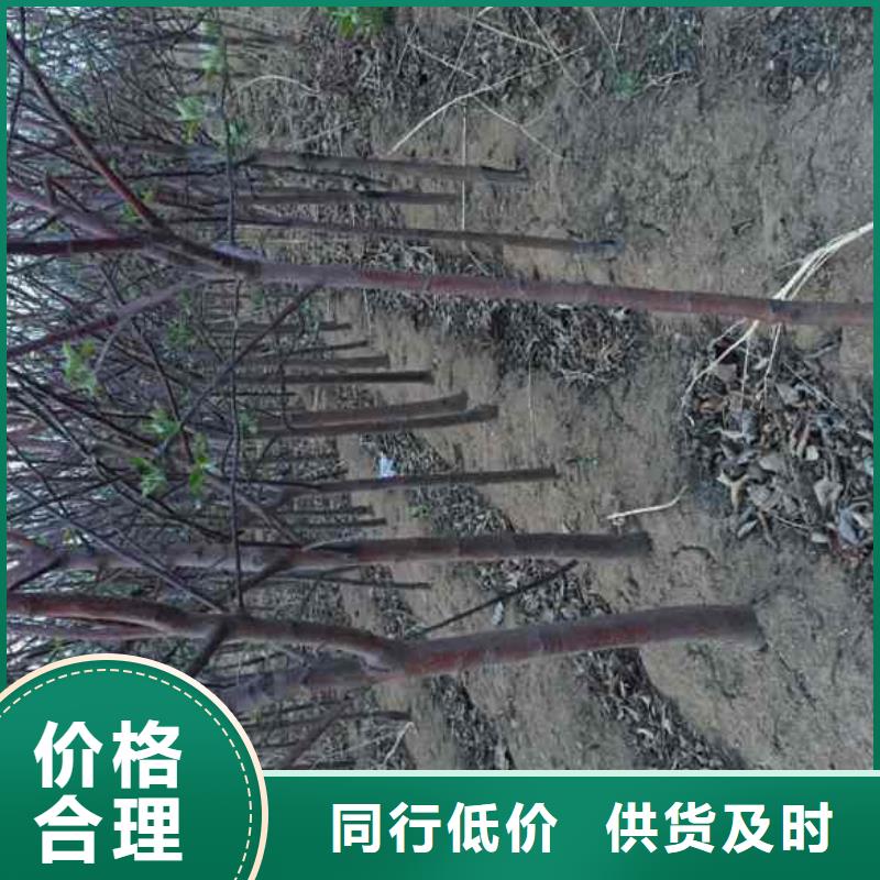 苹果苗,花椒苗现货销售