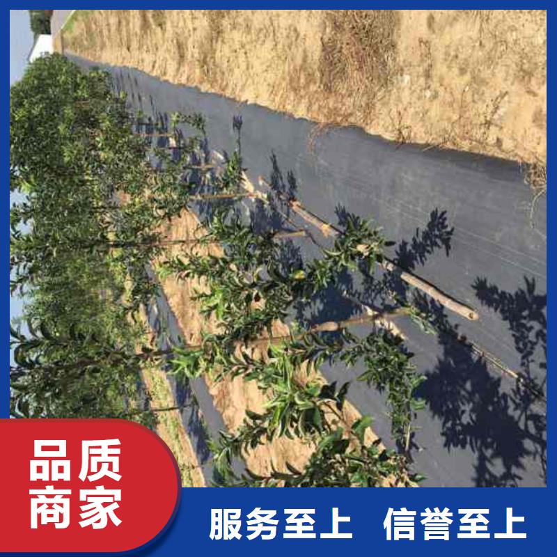 【苹果苗-花椒苗按需定制真材实料】