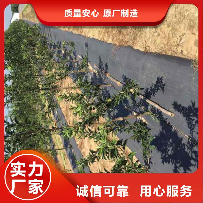苹果苗【梨树苗】细节之处更加用心