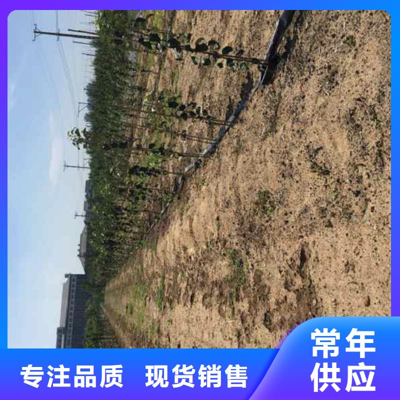 苹果苗-花椒苗厂家规格全