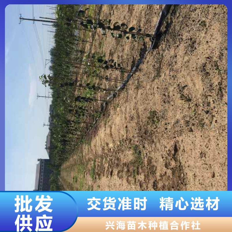苹果苗_梨树苗精选货源