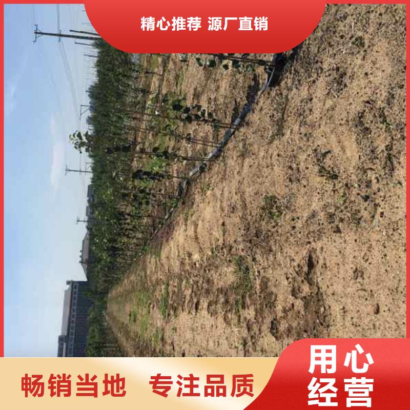 苹果苗【梨树苗】细节之处更加用心