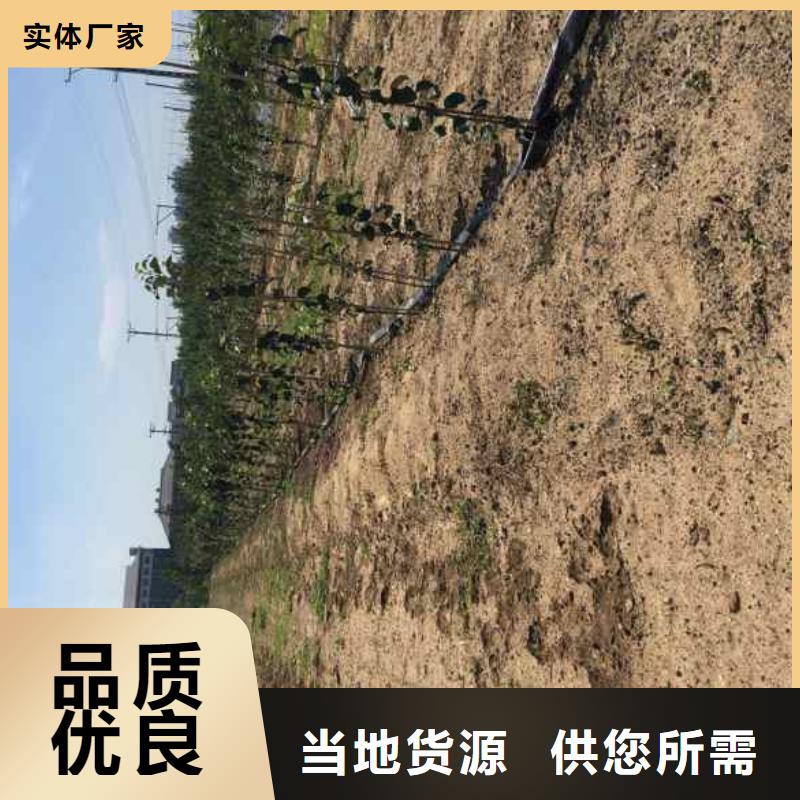 苹果苗,蓝莓苗质量层层把关