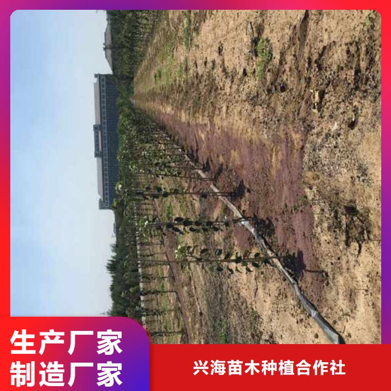 苹果苗-花椒苗价格实在